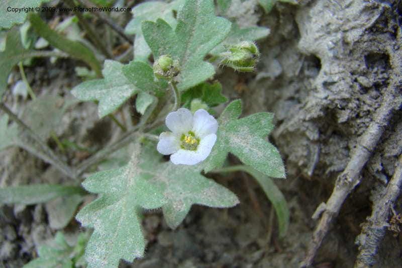 Nemophila kirtleyi, C. Davidson 11355--ID. Idaho Co. Salmon River Rd. 17 May 09. 137.jpg