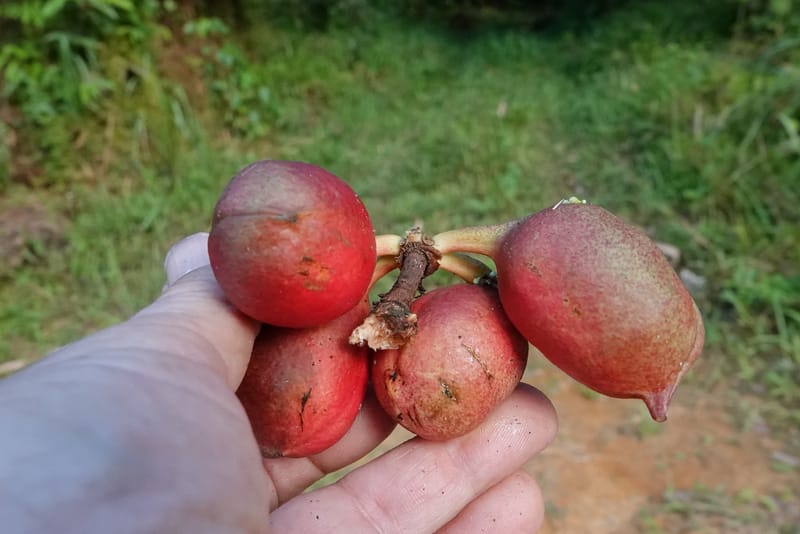 Cola cauliflora, C. Davidson 13947--Gabon. Maurel & Prom rd. Afternoon. 2 Nov. 2018. DSC01682 (230).JPG