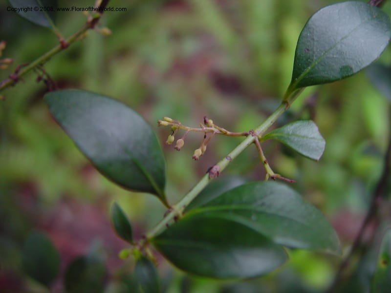Chiococca alba--FL. Monroe Co. Big Cypress Nat. Pres. Monroe Station rd. 13 Jan 03. 023.jpg