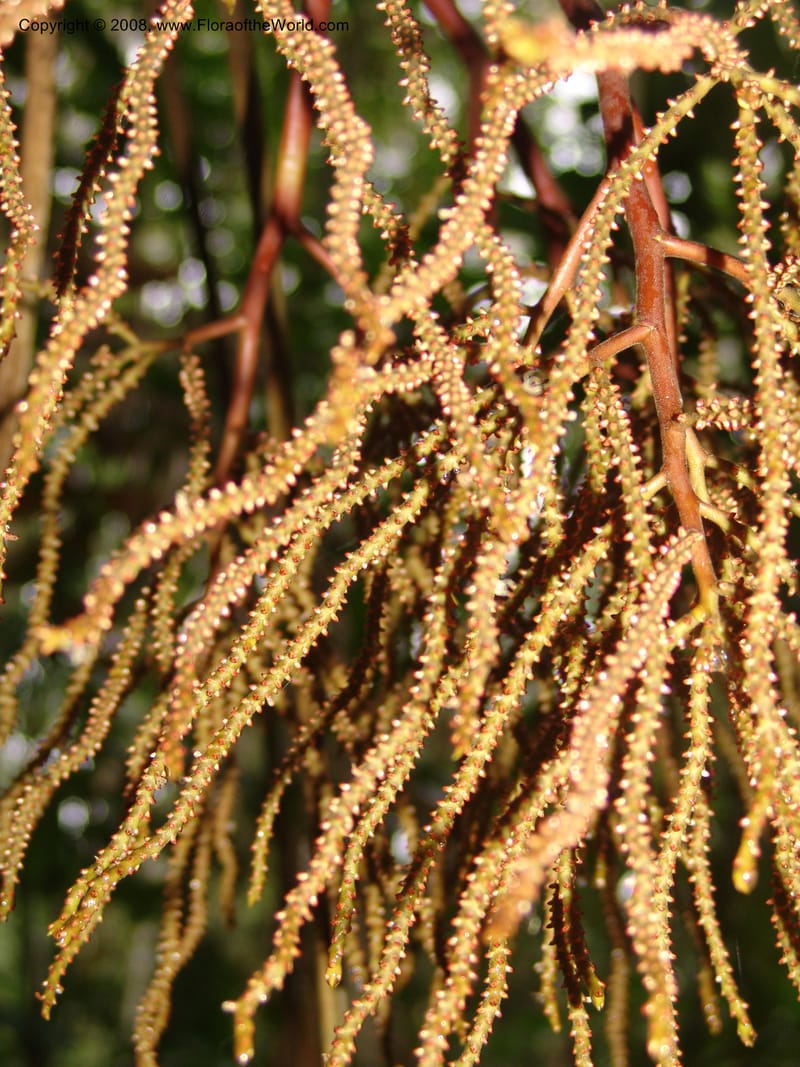 Geonoma macrostachys, AAraujoM3078--Bolivia. Pq. Nal. Madidi. Chalalan, Sendero Wichi. 24 Sep 06. 186.jpg