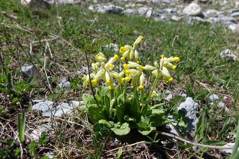 Primula veris subsp. veris, Davidson, C 13321--Switzerland. Les Violettes. 4 Jul 2016. DSC09126 (387).JPG