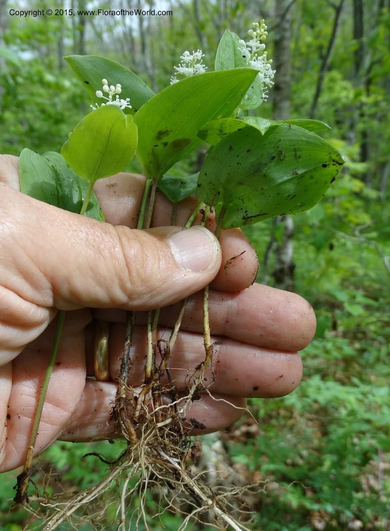 Maianthemum canadense, Davidson, C 13064--North Carolina. Haywood Co. Grassy Ridge Mine Overlook. 21 May 2015. DSC06988 (11).JPG