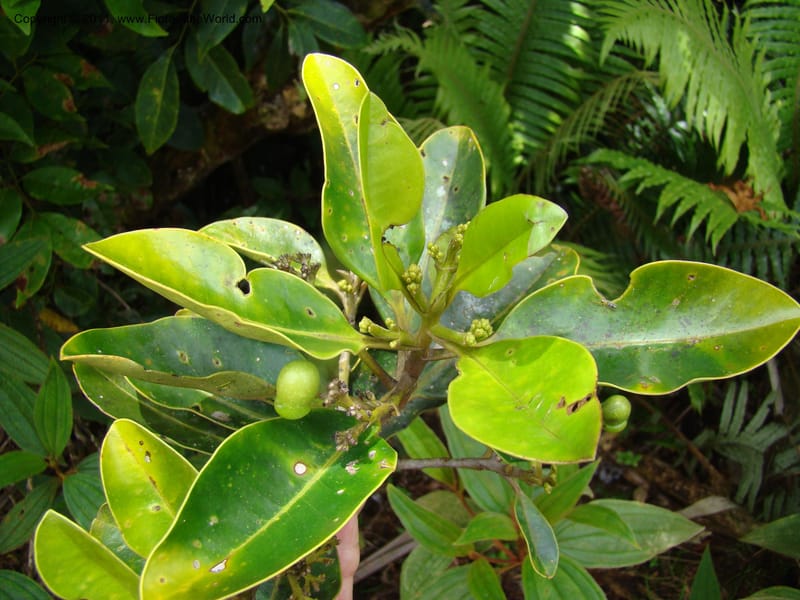 Apodytes clusiifolia,  Munzinger, J 4793--New Caledonia, Aoupinie, 15 ov 2007  342 (6).jpg