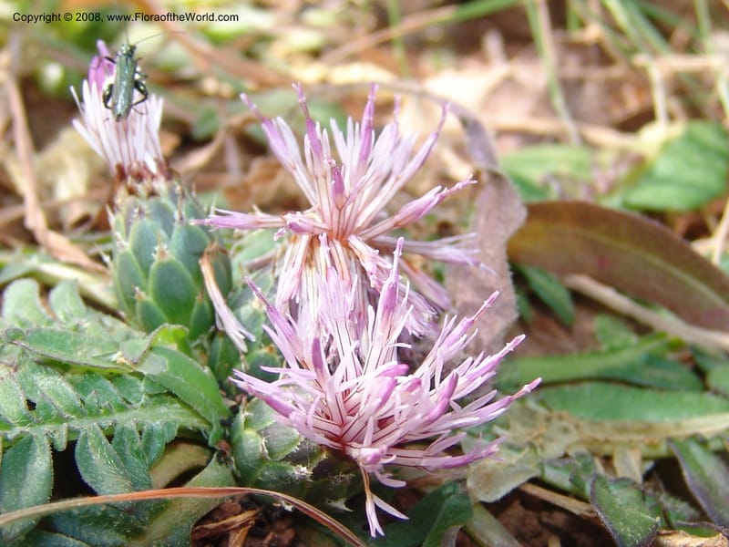 Centaurea raphanina ssp raphanina--Crete. Ep. Kisamos. Sirikari Gorge. 25 May 05. 017.jpg