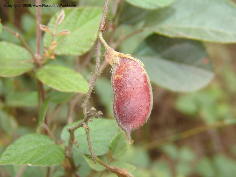 Rhynchosia--So.Africa. Mpumal. Moodie Mts.  18 Mch 05. 171.jpg