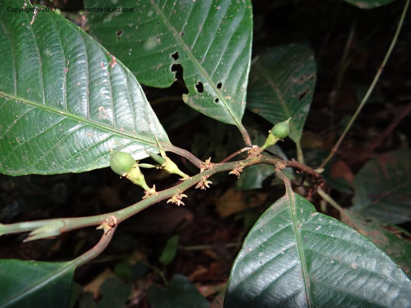 Rinorea, VC 5620--Thailand. Surat Thani Prov. Khlong Phanom Nat. Park. 15 Nov 2012. DSC09389 (236).JPG