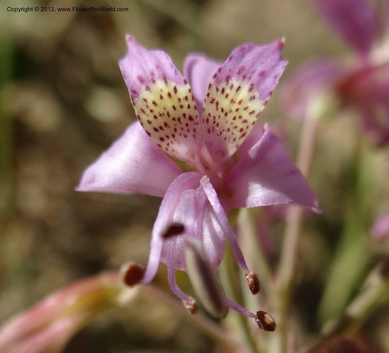 Alstroemeria, WDS 34051--Chile. Pichilemu. 13 Feb 2013. DSC00590 (171).JPG