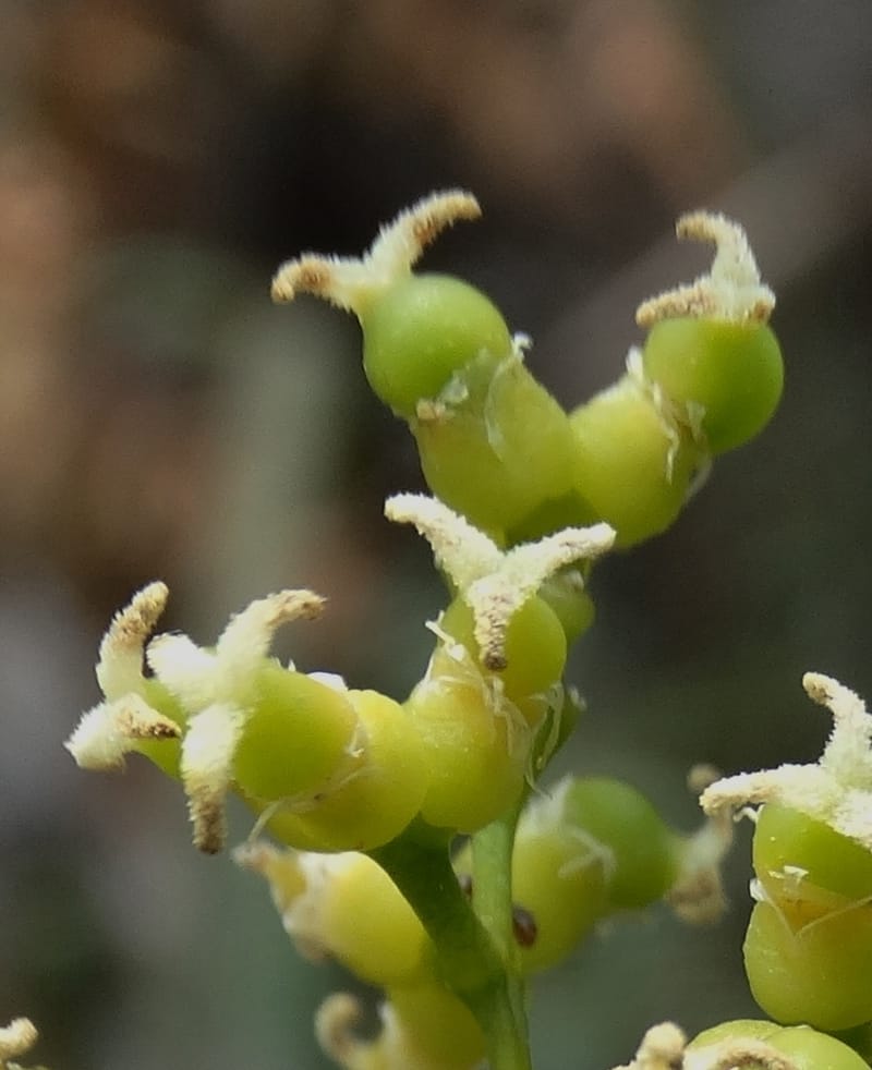Flagellaria, Callmander, M 1254--New Caledonia. Tiebaghi. 17 Nov 2015. DSC03437 (16).JPG