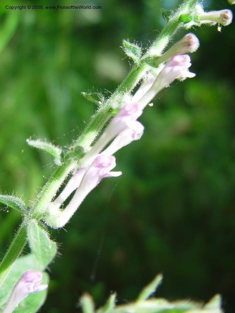 Scutellaria columnae--Italy. Abruzzo. Ris. Torino di Sangro. 5 May 03. 136.jpg