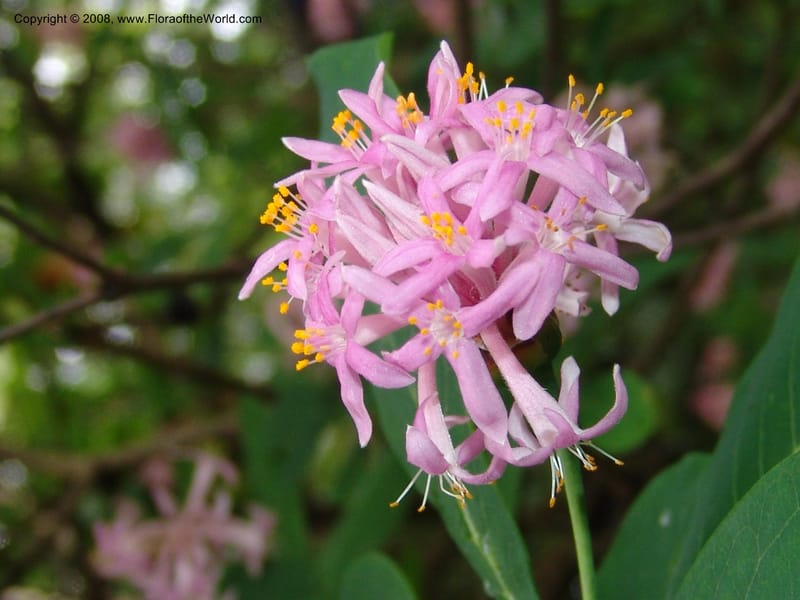 Dais cotinifolia--So. Africa. Lowveld Nat. Bot. Gard. 14 Mch 05. 216.jpg