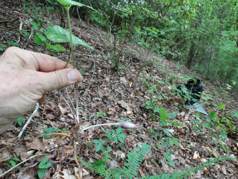 Asarum arifolium, Davidson, C 13035--Georgia. Stephens Co. Panther Cr. 18 May 2015.  (71).JPG
