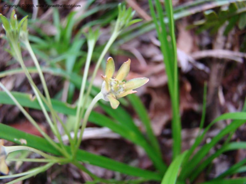 Campynemanthe, JMunzinger4843--New Caledonia. Plateau de Dogny. 19 Nov 07. 111.jpg