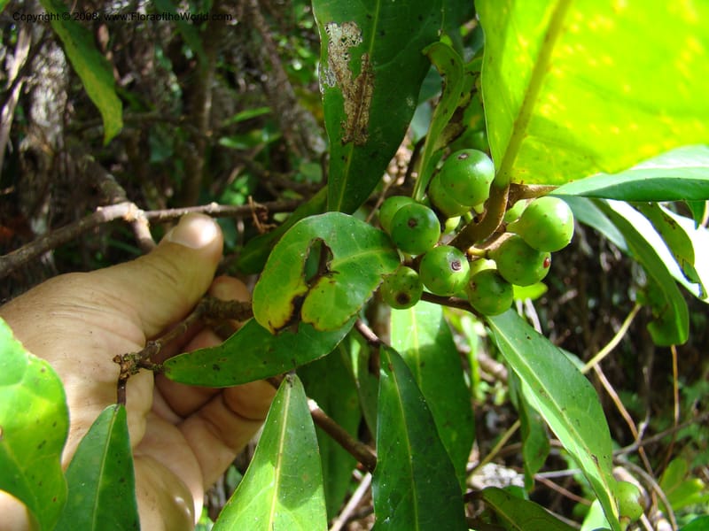 Ficus, JMunzinger4751--New Caledonia. Mandjelia. 13 Nov 07. 163.jpg