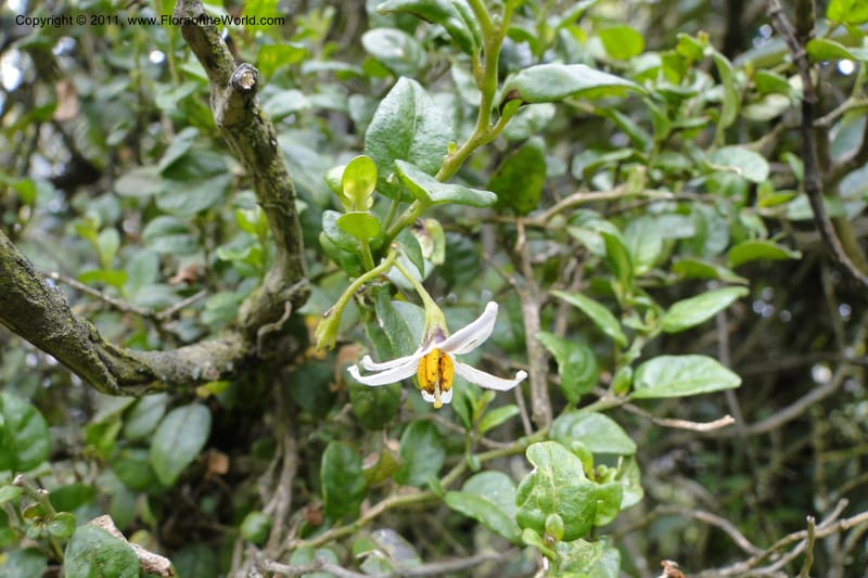 Solanum, Ulloa 1967--Ecuador. Pichincha. Old rd to Papallacta. 31 May 2011. 091 (11).jpg
