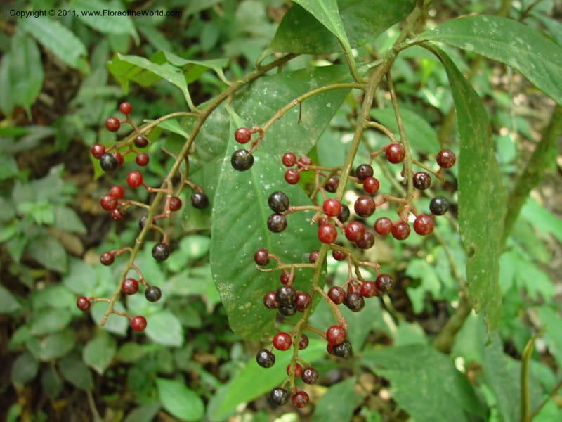Parathesis, H. Gomez Dominguez 259--MX. Chiapas. Mpo. Berriozbl. Rd. to Buena Vista. 15 Mch 03. 006 (1).jpg