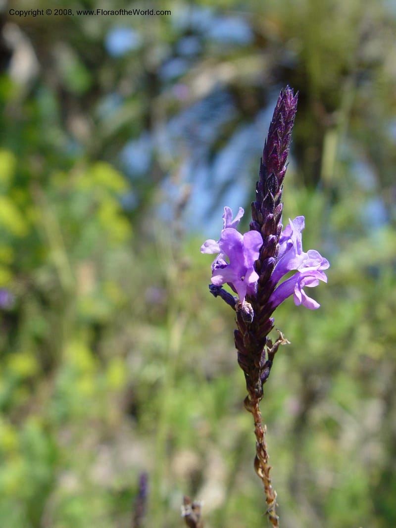 Lavandula canariensis--Spain. Blanes. Marimurtra Bot. Gard. 24 Apr 04. 003.jpg