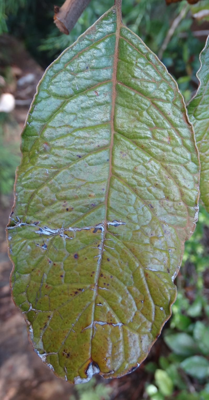 Argophyllum, Lowry, P 7423--New Caledonia. PinPin. 20 Nov 2015. DSC03938 (59).JPG