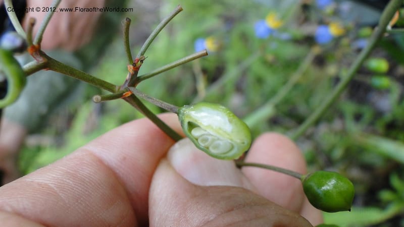 Dianella ensifolia, A. Ramahefaharivelo 168--Madagascar. Ambolotara. Ambodini, Vatovavy. 3 May 2010 177 (67).jpg