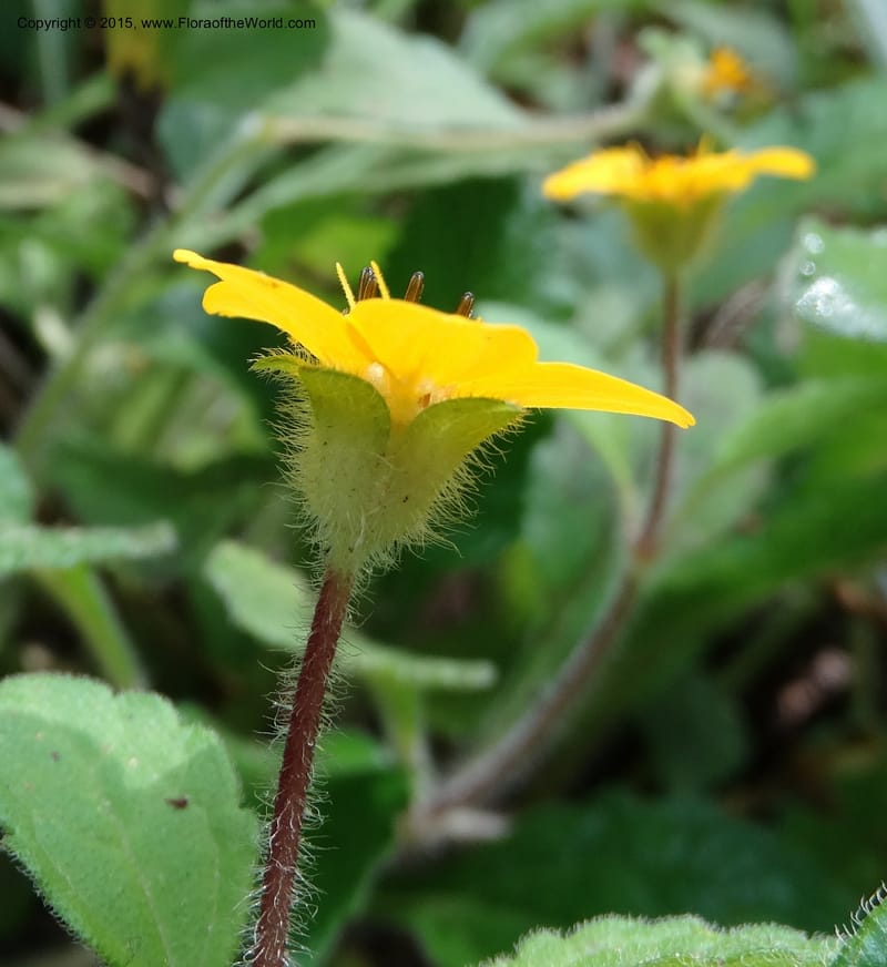 Chrysogonum virginianum, Davidson, C 13044--South Carolina. Oconee Co. Brasstown Cr. 19 May 2015. DSC06413 (5).JPG