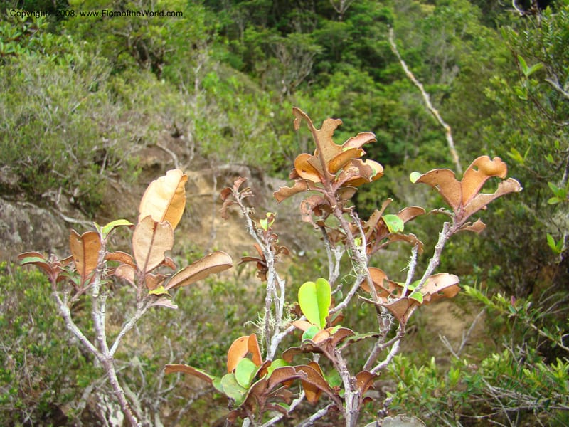 Myrtopsis, JMunzinger x--New Caledonia. Plateau de Dogny. 19 Nov 07. 348.jpg