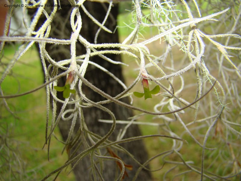 Tillandsia usneoides, CDavidson11164--TX. Walker Co. Newport Village Rd. 27 Apr 08. 139.jpg