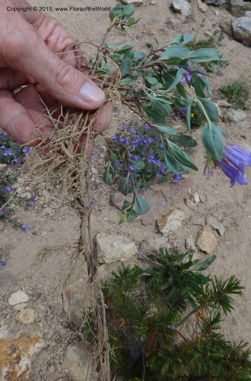 Penstemon montanus var. idahoensis. Davidson, C #12080--ID, Valley Co., Elk Summit, 7 Aug 2012  DSC00622 (21).JPG