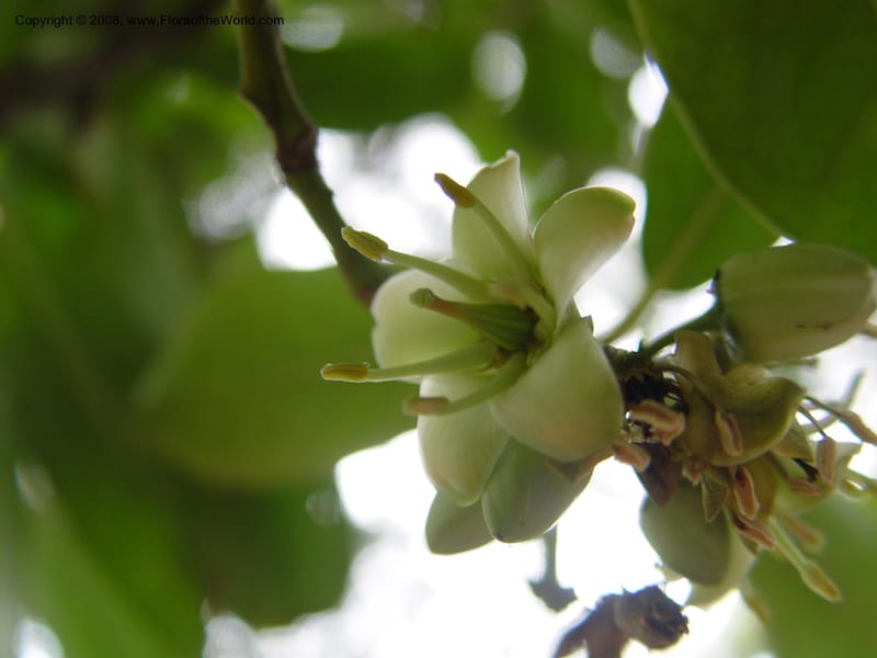 Brexia madagascariensis--So. Africa. Durban Bot. Gard. 3 Oct 03. 001.jpg