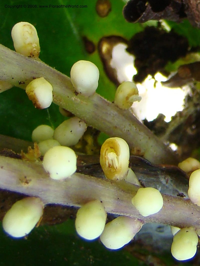 Symplocos, JMunzinger4747--New Caledonia. Mandjelia. 13 Nov 07. 143.jpg