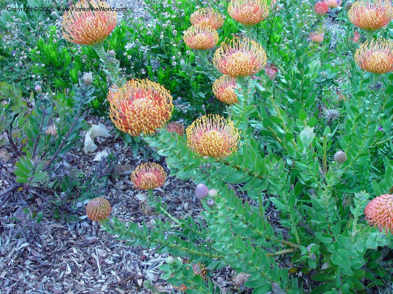 Leucospermum--So. Africa. Cape Province. Kirstenbosch Bot. Gard. 20 Nov 02. 059.jpg