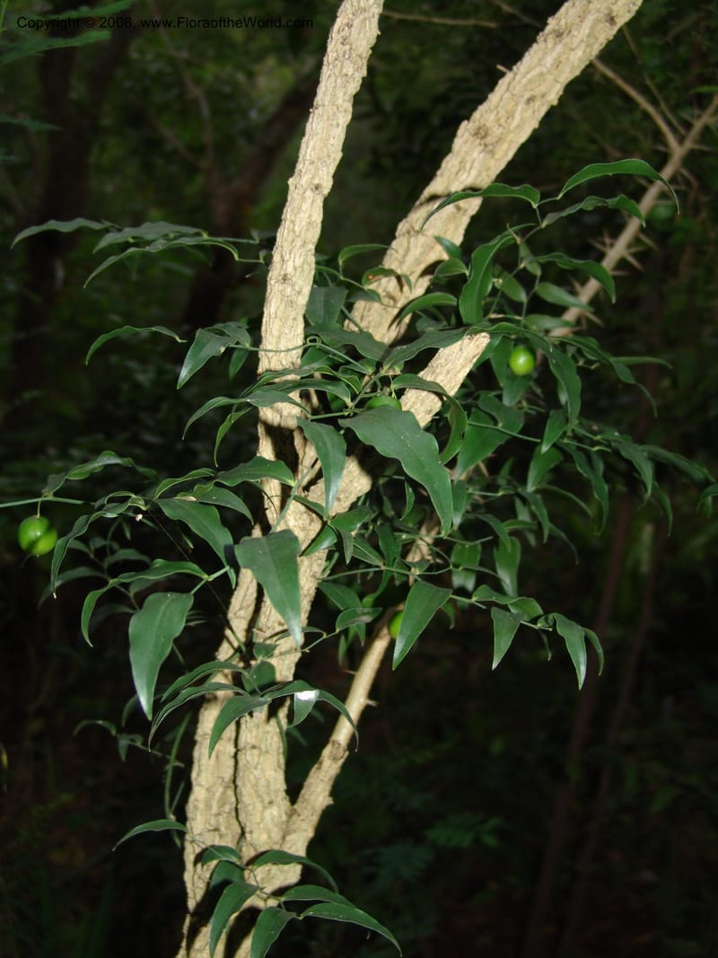 Behnia reticulata, W3556--So. Africa. Mpumalanga. Karino, Whyte Thorne Garden. 14 Mch 05. 143.jpg