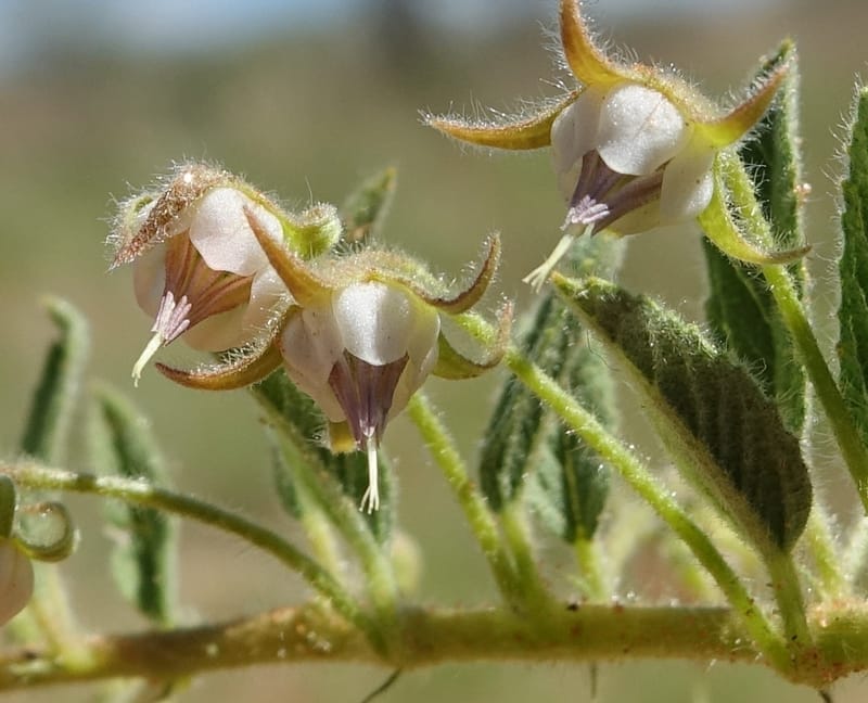 Hermannia tomentosa, L. Nanyeni 1231--Namibia. Hwy D1228, stop 1. DSC03368 (12).JPG