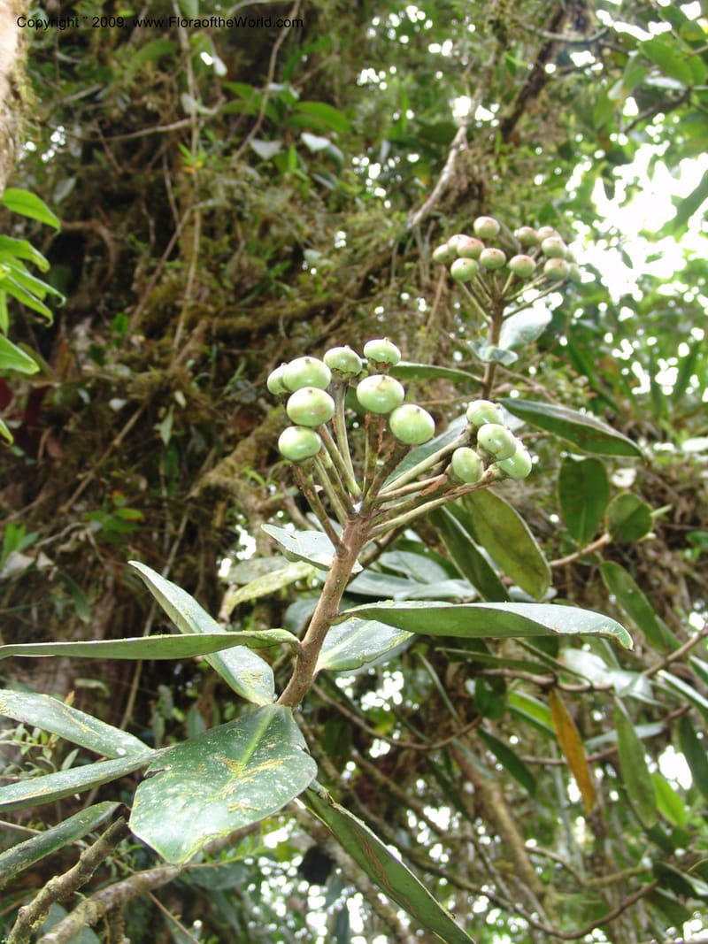 Croat94752--Ecuador. Prov. Carchi. El Chical, twd El Carmen. 17 Feb 05. 170.jpg