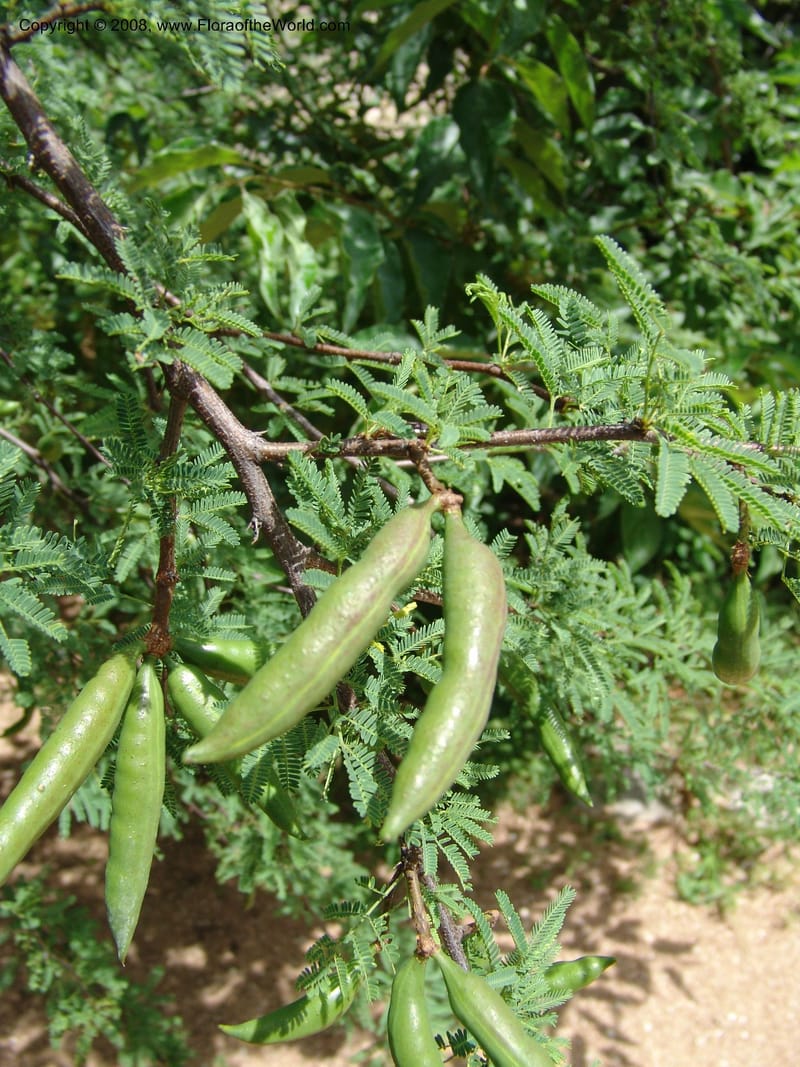 Acacia farnesiana--TX. Johnson Wildflower Center. 13 Jun 04. 003.jpg