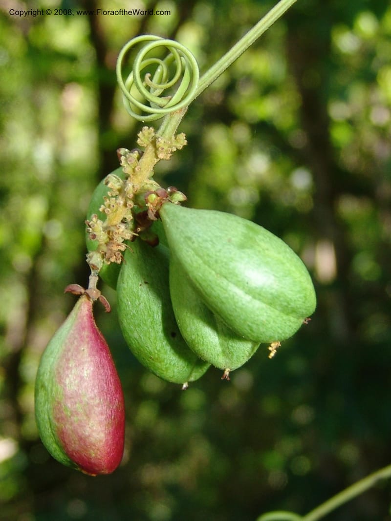 Paullinia pinnata--Tanz.  Mahenge For. Res.  Mahenge-Ifakara. 16 Feb 06. 280.jpg