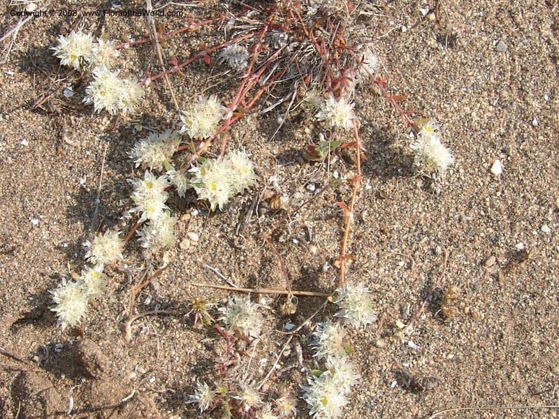Paronychia argentea--Spain. Prov. Almeria. Cabo de Gata.  Wildfl. Center. 23 Apr 05. 023.jpg