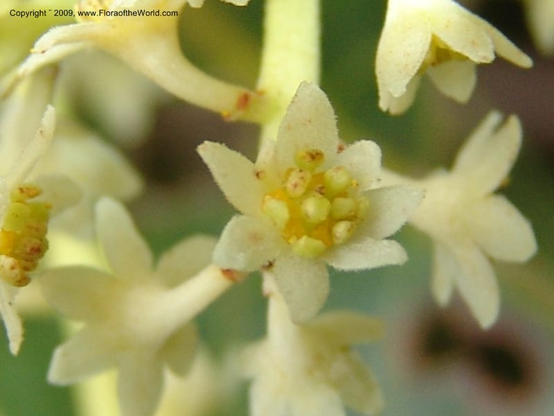 Nectandra, DNeill15914--Ecuador. Prv. Zam. Ch. C del Condor. Wawaime plot. 22 Sep 07. 387.jpg