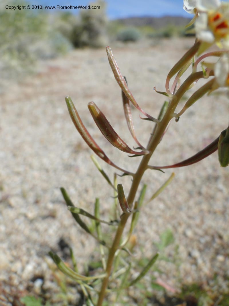 Camissonia claviformis ssp. aurantiaca, C. Davidson 11649--California. Riverside Co. 1 April 2010. 024 (7).jpg