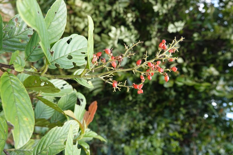 Tetracera, C. Davidson 13922--Gabon. Rd betw Kinguele and Makaban. 30 Oct 2018. DSC00492 (135).JPG