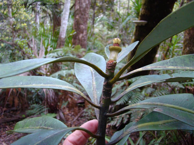 Zygogynum, Munzinger, J 4845--New Caledonia, Dogny, 19 Nov 2007,  079 (3).jpg