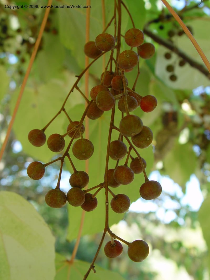 Idesia polycarpa--CA. Sonoma Co. Quarryhill Botanical Garden II. 24 Oct 03. 018.jpg