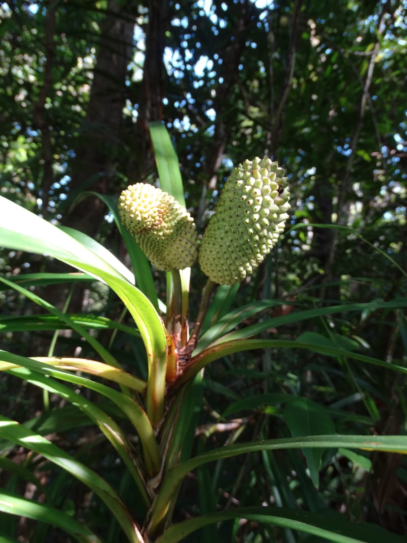 Freycinetia, Callmander, M 1234--New Caledonia. Haute Robinson. 11 Nov. 2015. DSC00909 (429).JPG