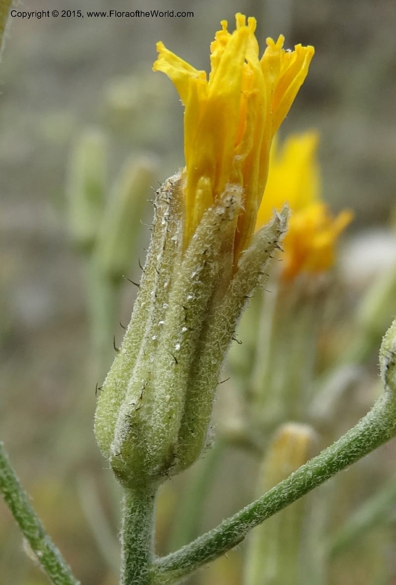 Crepis atribarba, Davidson, C 12597--ID. Idaho Co. Seven Devils Camp Ground. 15 Jul 2014. DSC00113 (293).JPG