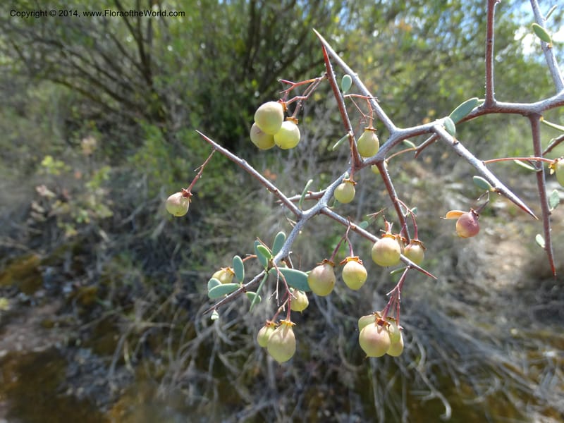 Putterlickia pyracantha, Davidson, C 12273--South Africa. Western Cape. S of Oudtschoorn. 20 Jan 2014. DSC00850 (16).JPG