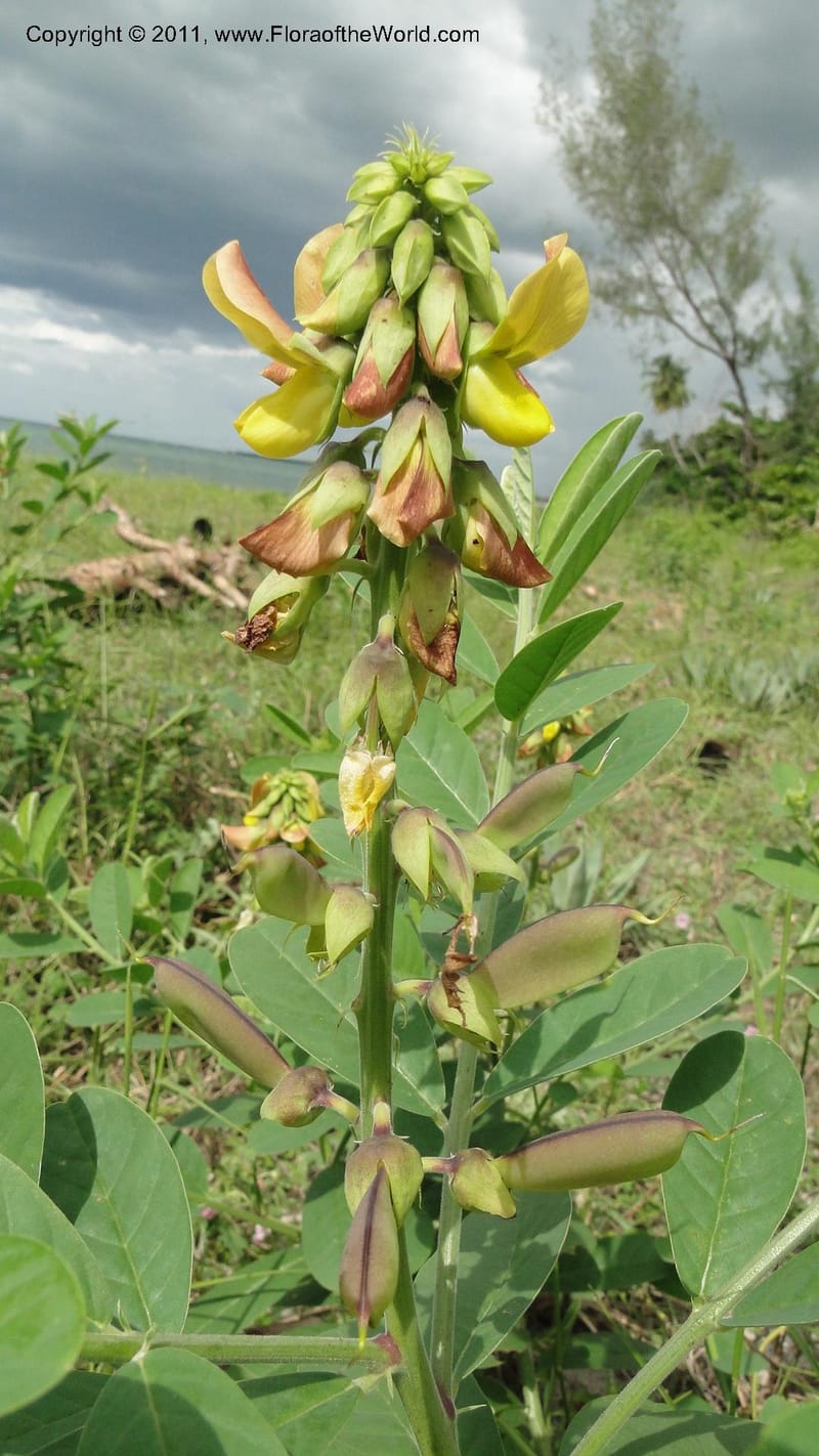 Crotalaria, R. Gereau 7170--Tanzania. Beach near Bagamoyo Country Club. 8 May 2010. 209 (102).jpg