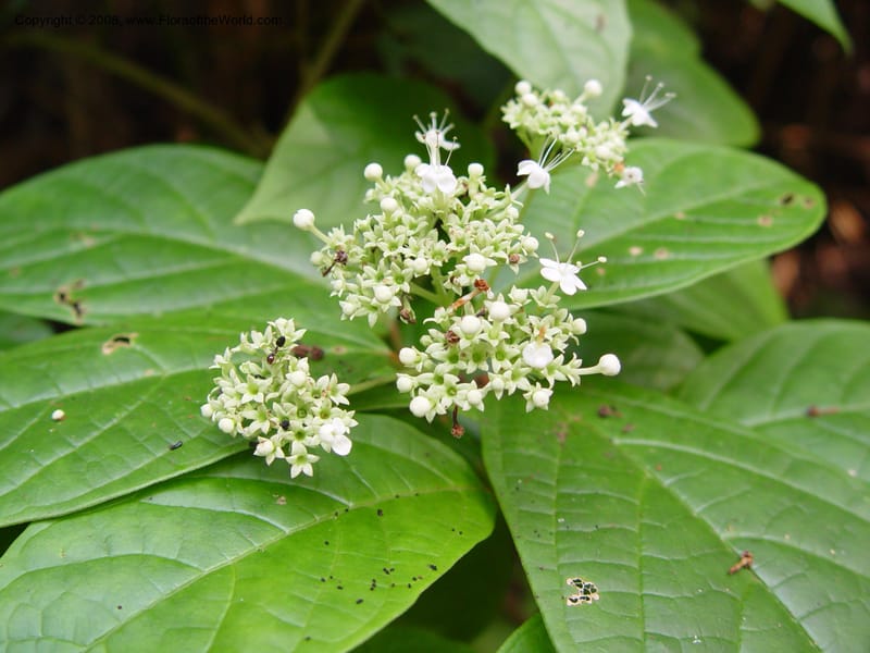 Clerodendrum--Cameroon. Bimbia Mangrove Nat. Trail. 8 Dec 03. 060.jpg
