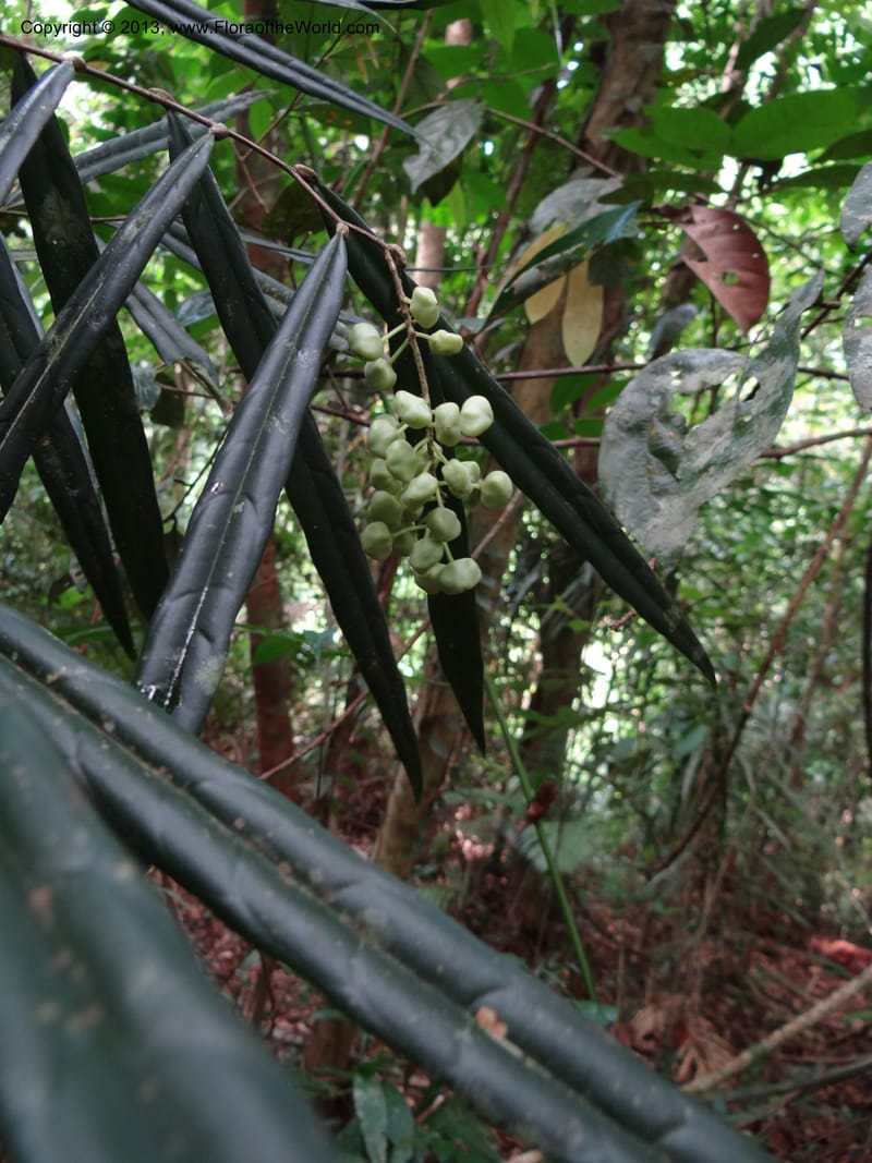 Galearia, SAN.153258--Malaysia, Sabah. Kebun Cina. 12 Apr 2012. DSC08373 (15).JPG
