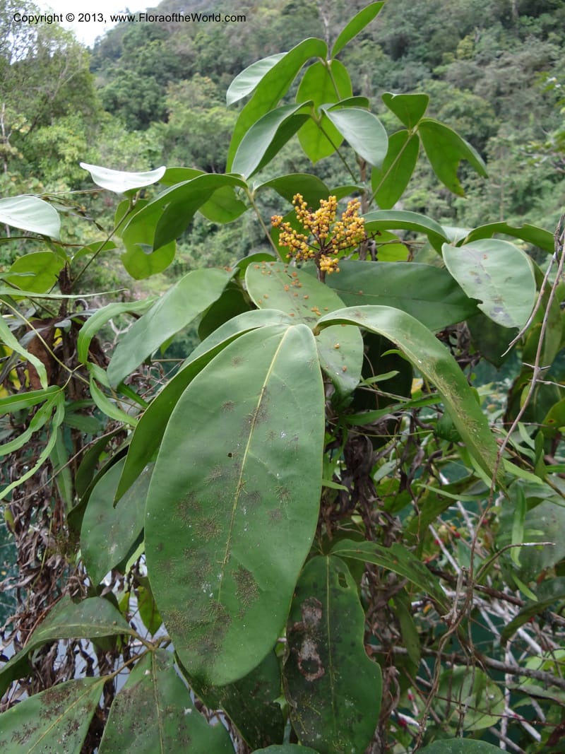 Schefflera, S.98862--Malaysia, Sarawak. Gunong Tai Ton. 27 Mar 2012. DSC05734 (37).JPG