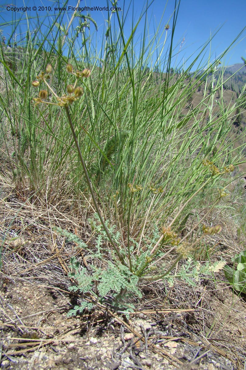 Cymopterus glaucus, C. Davidson 11362--Idaho. Idaho Co. Salmon River. Polly Bemis Ranch. 27 May 2009. 237.jpg