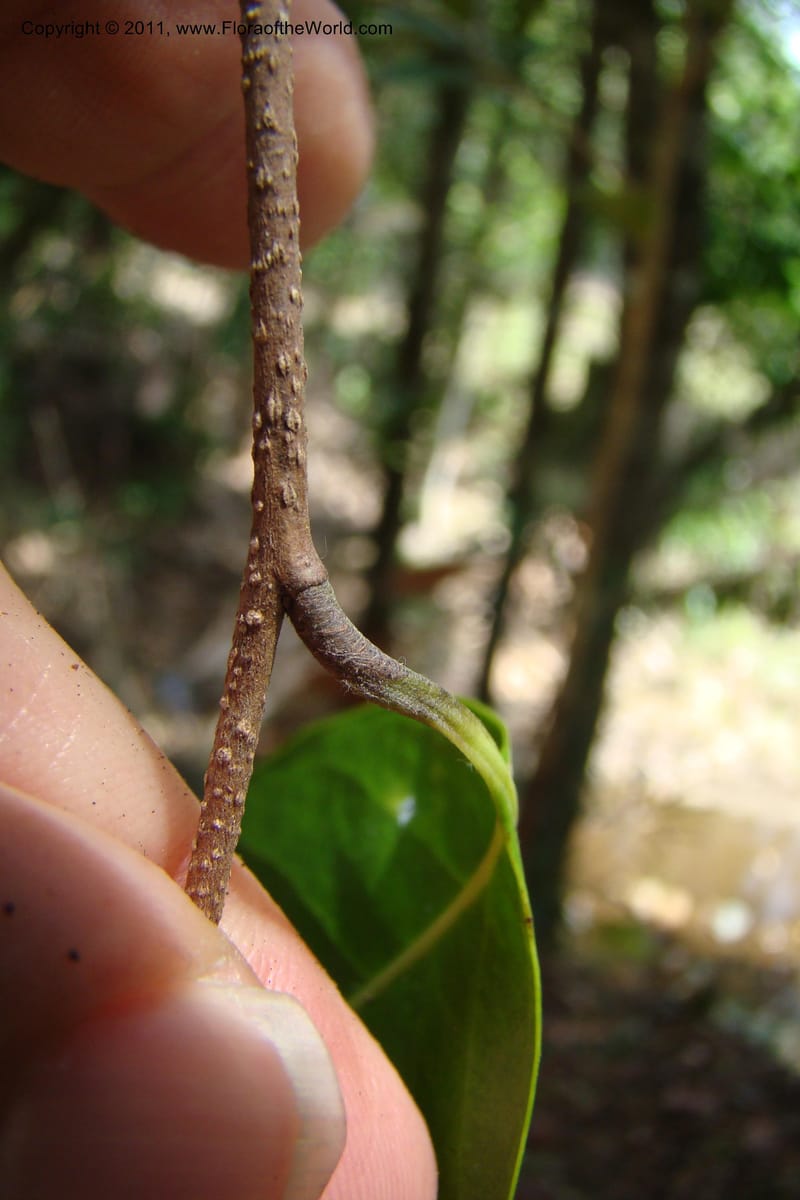 Hunga, M. Callmander 773--New Caledonia. Upper Tene River Valley. 19 Jan 2010. 377 (140).jpg