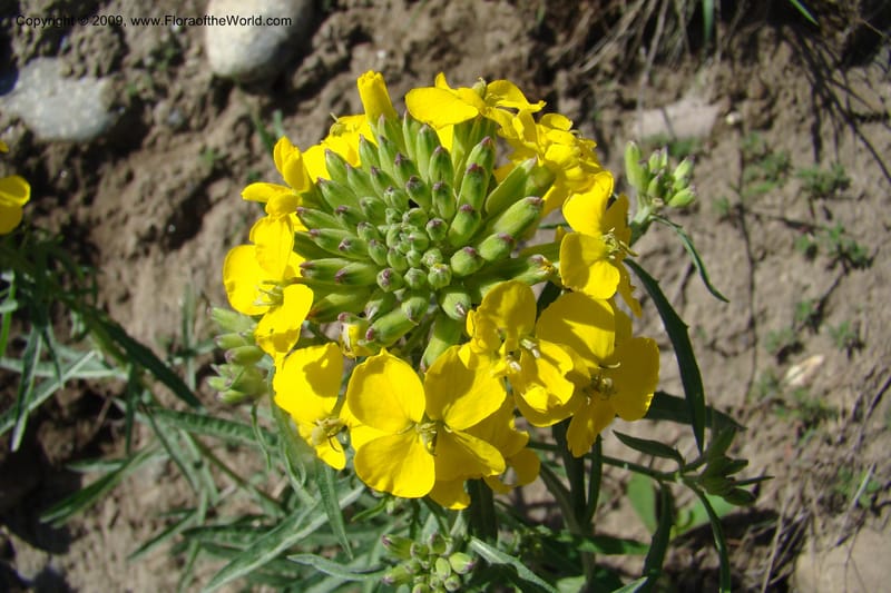 Erysimum capitatum, C. Davidson 11337--ID. Idaho Co. Salmon River Rd. 17 May 09. 019.jpg
